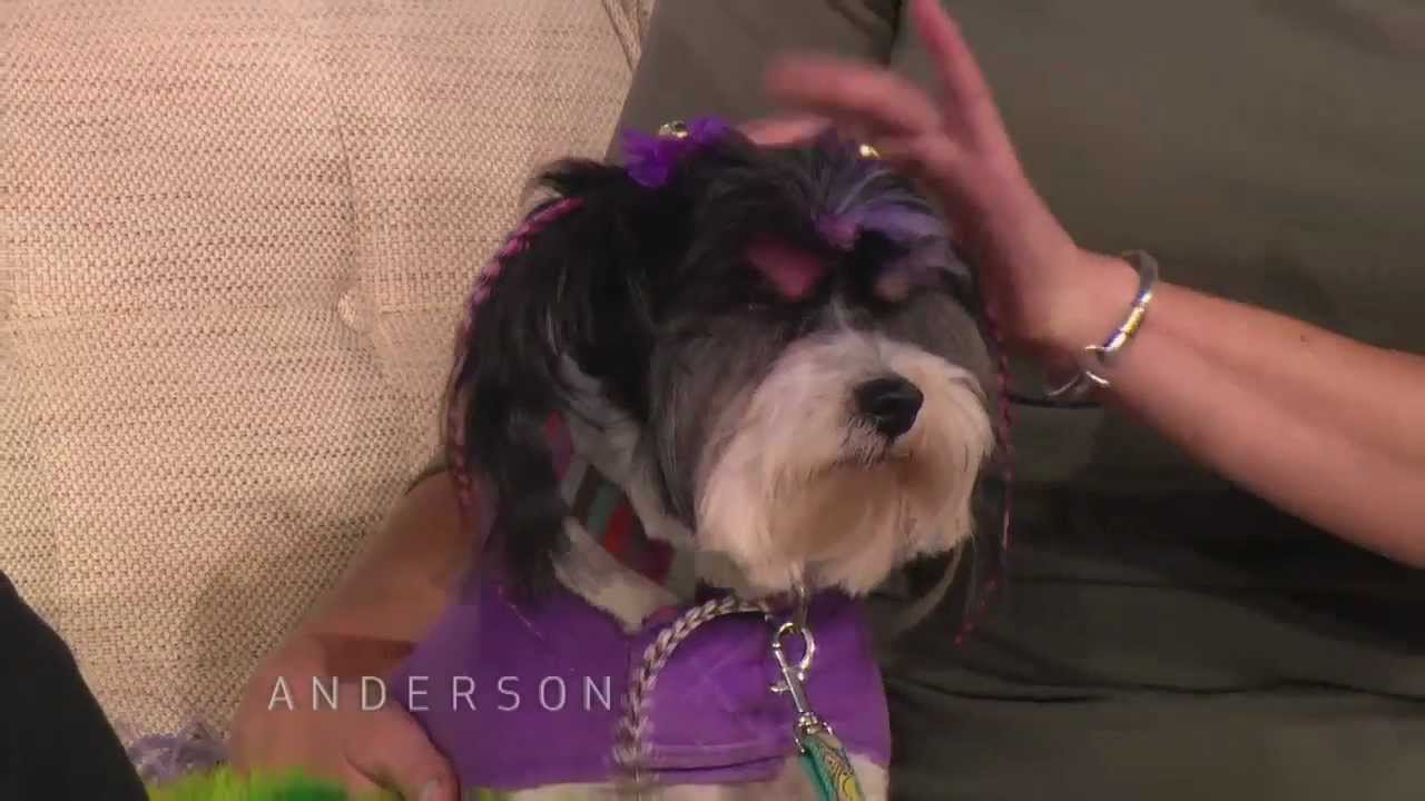 New Trend: Dyeing Your Dog - YouTube