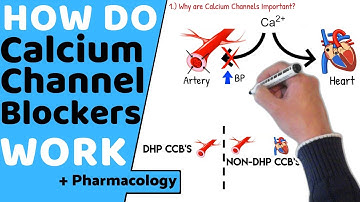 How do Calcium Channel Blockers Work? ( Pharmacology)