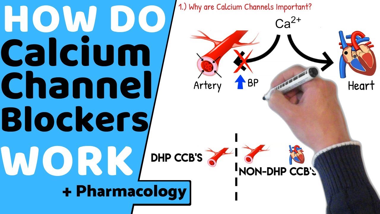 does calcium channel blockers affect renal function