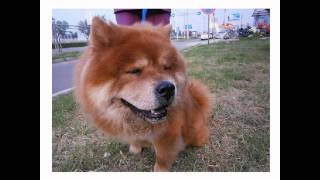 Tour of Doctors Beck Stone pet hospitals in China