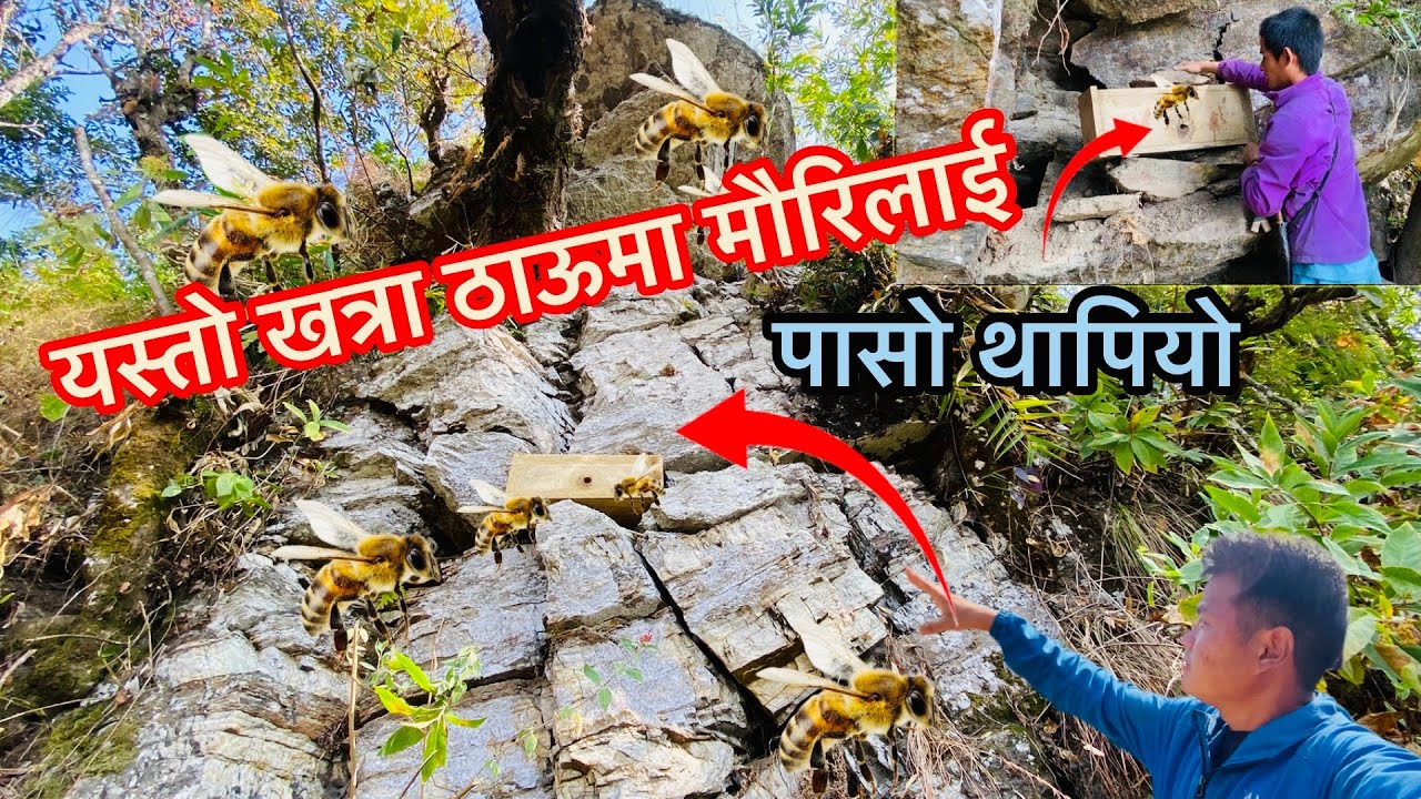 जॅगली मौरिलाई घारमा आकर्षण यसरी गर्न सकिन्छ