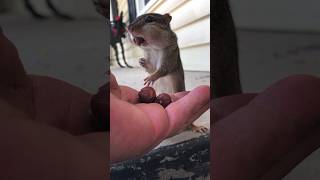 Me Squishy Using Her Karate To Fill The Cheeks #Shorts #Chipmunks #Cute #Cuteanimals #Squishy