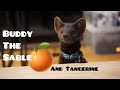 Buddy the sable and tangerine 🍊