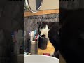 Cat licks sisters toothbrush funny #funny #cat #viral #teeth #shorts