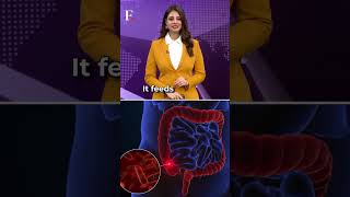 #FirstpostNews | Fibremaxxing: What is It and Why is It Trending | N18G