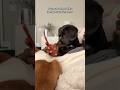 Dog Puppy Petshub Funnydog Doggielife Funnypet Funny Funnyanimal Dogmom Dog Puppy Petshub Funnydog Doggielife Funnypet Funny Funnyanimal Dogmom