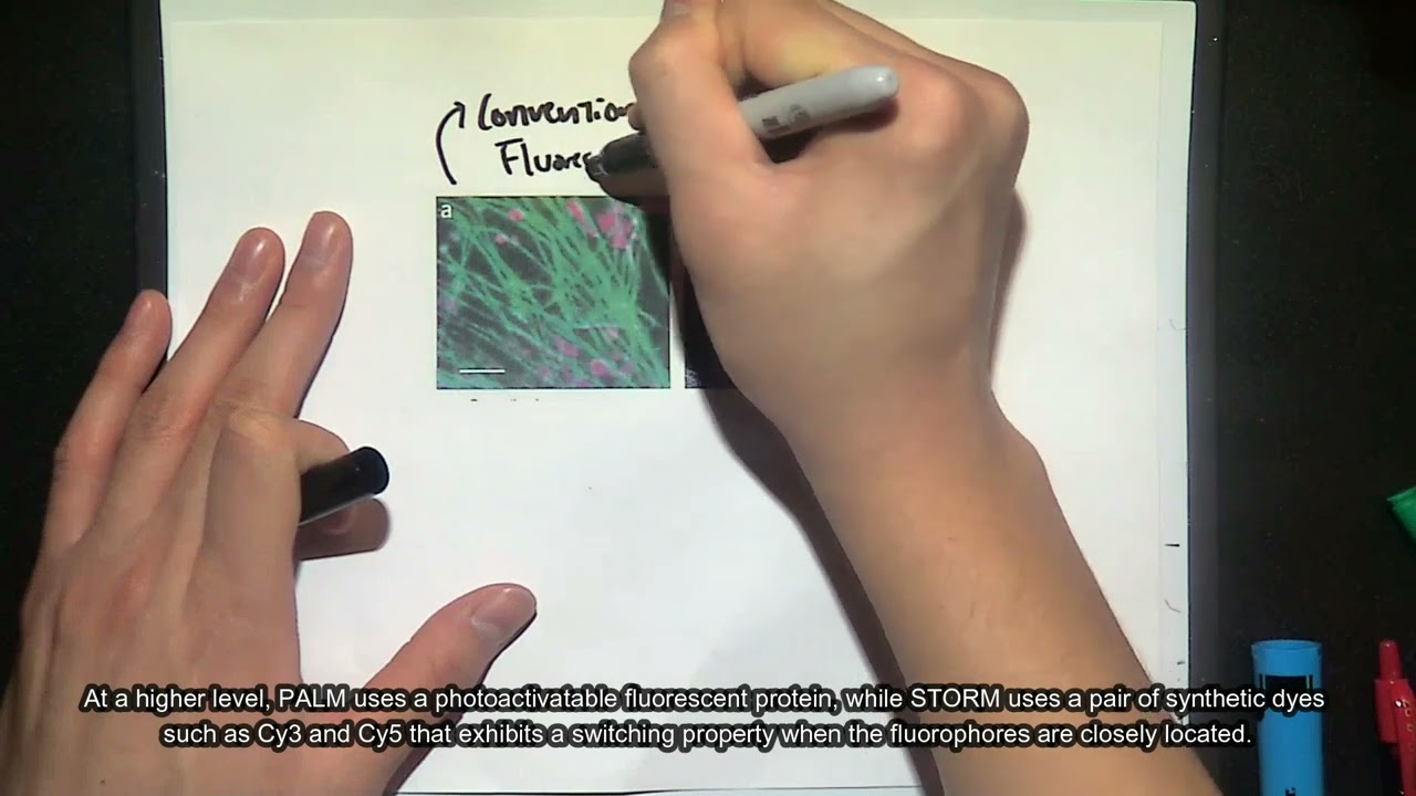 Minute Biophysics - Super-resolution microscopy w/ STORM & PALM - Zhanda