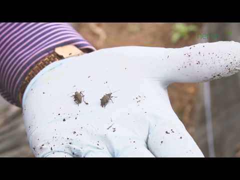 Video: Gray Root Weevil - Strawberry Pest