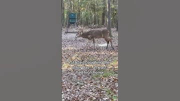 HIGH HONOR ENDING RDR2 #reddeadredemption #reddeadredemtion2 #reddeadcommunity #rdr #rdr2 #gaming