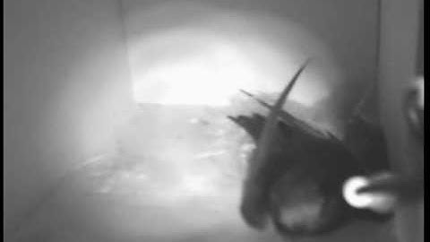 25-06-2010, eight entry.mpg