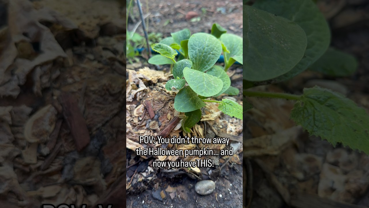 Uploads from From Seed to Spoon Garden Planning App