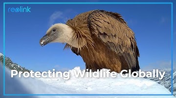 Reolink: Your Eyes on the Wild - Celebrate Earth Day by Monitoring Animals!