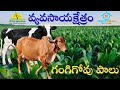 Eden Gardens గంగిగోవు పాలు స్కీమ్ | రోజూ 1 లీటరు పాలు  + వడ్డీ  | 3 సంవత్సరాల పథకం పూర్తి వివరాలు