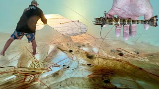 Catching Australian Banana Prawns - Moreton Bay
