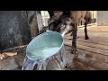 В замедленной съемке ВОЛК пьет воду. Wolf drinks water in slow motion