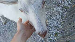 Switzerland Goat Licking Hand