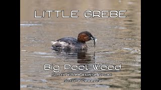 Little Grebe (Tachybaptus ruficollis) 18th March 2024