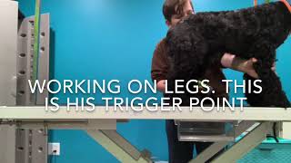 Cocker Spaniel Max Grooming part 2 by Manners Matter Dog Training and Daycare 105 views 4 years ago 8 minutes, 23 seconds