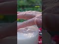 Il Segreto delle Nonne  Olio di Ruta