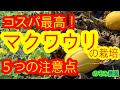 【マクワウリ】メロンの一種 マクワウリの栽培方法と5つのコツを解説します
