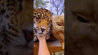 Double Big Cat Boops!