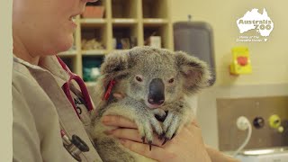 Australia Zoo Wildlife Hospital vaccinate koalas | Wildlife Warriors Missions