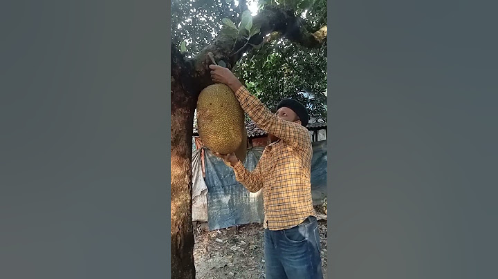কাঁঠাল গাছ থেকে কাঁঠাল পেড়ে খেতে অনেক মজা।
