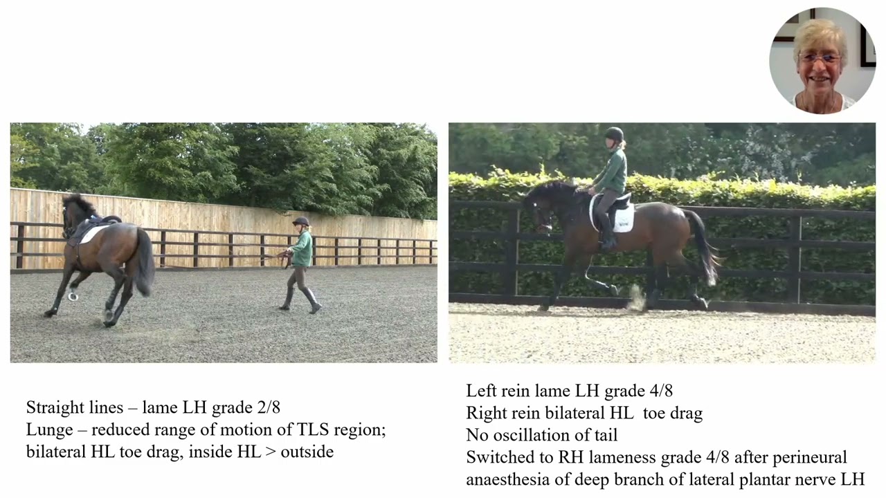 Spot Bilateral Hind Limb Lameness Early