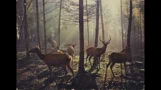 The Tallest Man On Earth - The Dreamer