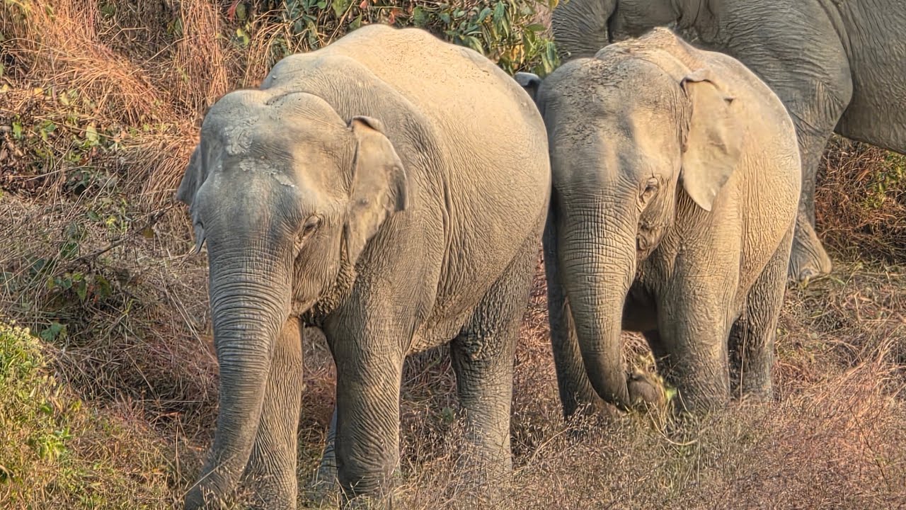 Wild Animal    0.2 is live from Letekujan tea estate  Golaghat Assam