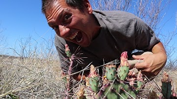 Harvesting and Preparing Nopales (Prickly Pear Cactus Pads)