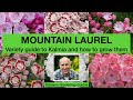 Mountain laurel  variety guide to kalmia and how to grow them