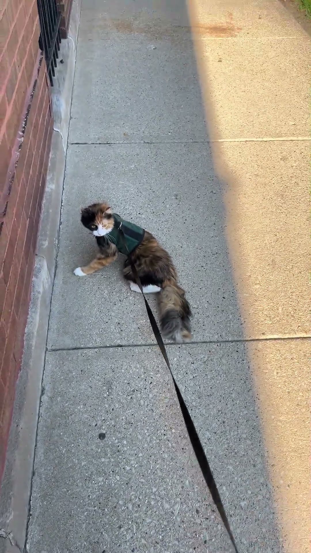 Cat’s Outdoor Walk Turns Wild After Truck Drives By