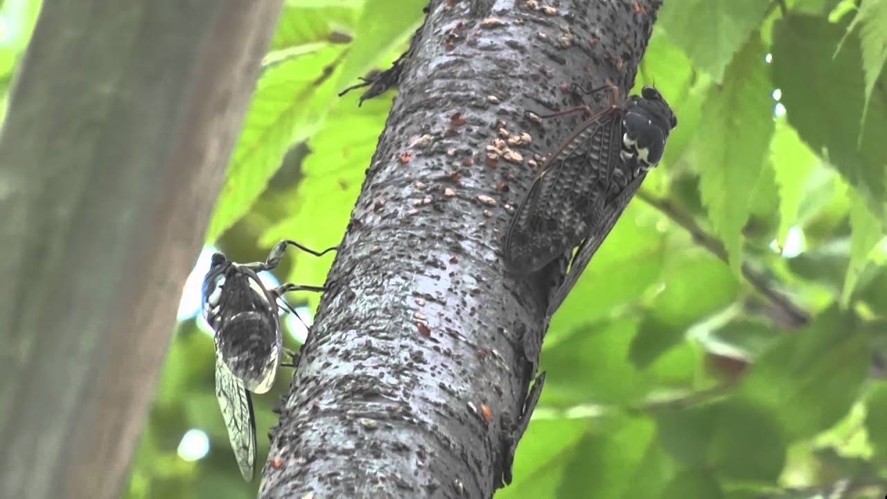Min-min-zemi(cicada) chirping : 鳴いている