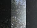 just da birds