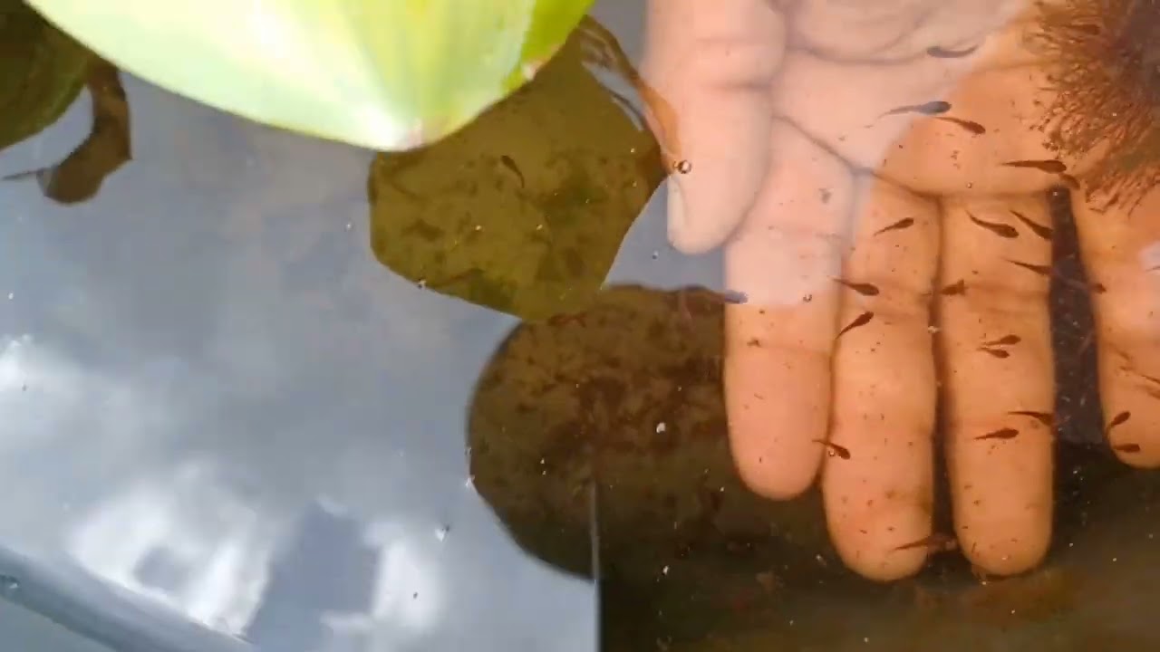 Como Criar Bettas desde alevines y como darle la Comida
