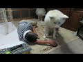 【秋田犬ゆうき】飼い主が寝てしまったら自分ももう寝るしかない【akita dog】