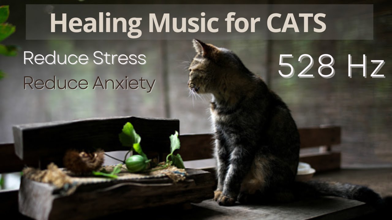 Music for Cats to Relieve Stress and Anxiety 528Hz - YouTube - Cat Stress Relief For Music Festivals