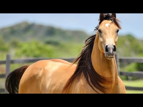 Vídeo: Cavalo baio. O cavalo mais bonito