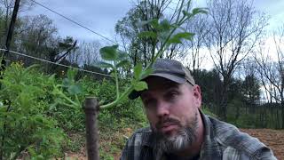 Foraging Friday: How to Identify Elderberry (without flowers or fruit)