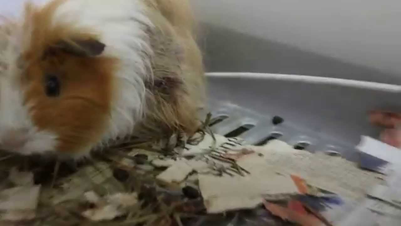 A guinea pig has backside hair loss Part 1 YouTube