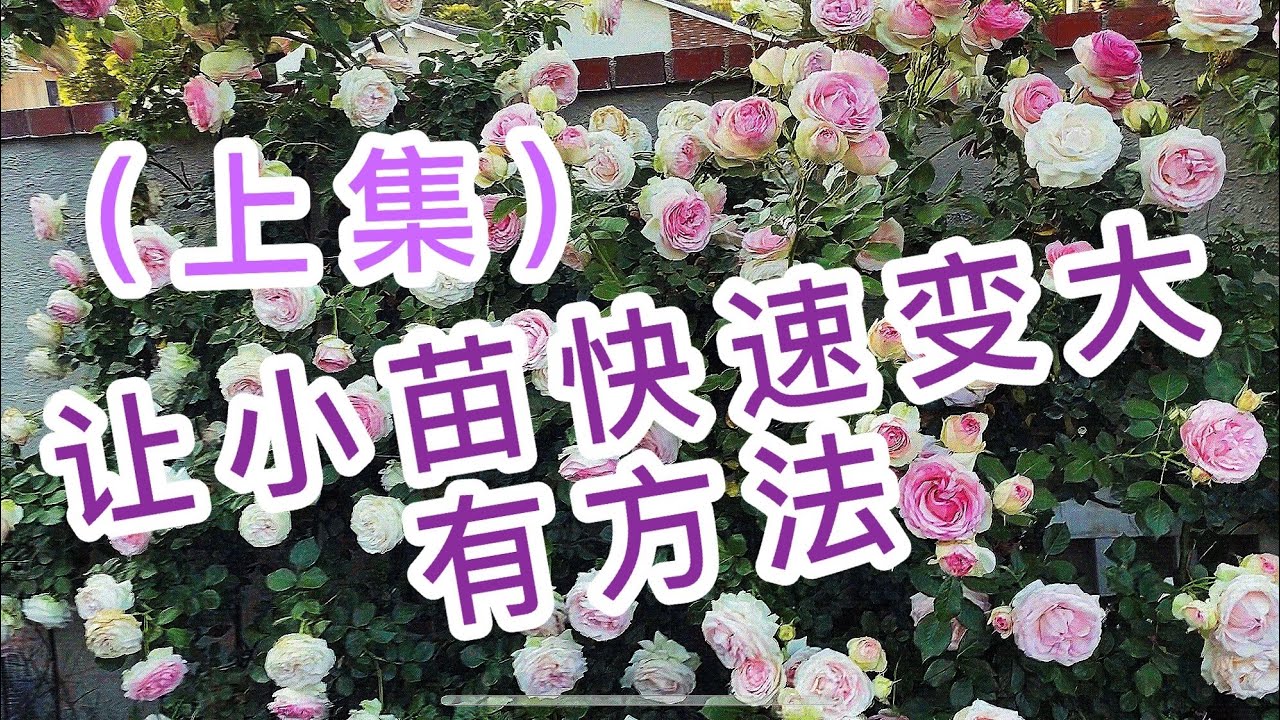 （园艺篇15）压苗助长 压苗促笋，月季玫瑰的小苗 弱苗 快速强壮的好方法