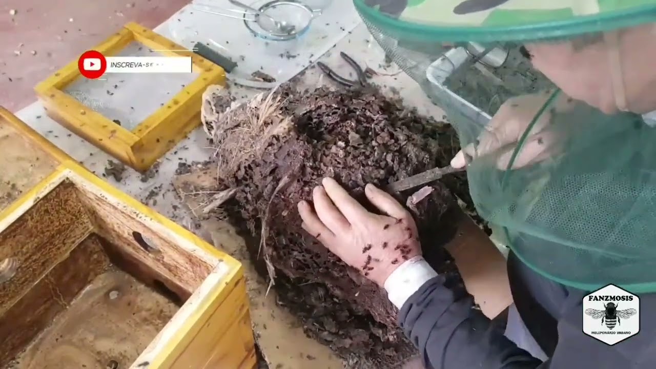 Protocolo de manejo da abelha nativa, Boca-de-sapo - Parte 2