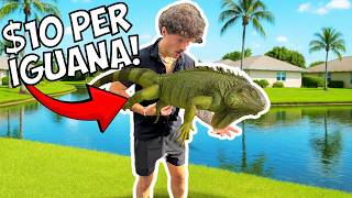 Hunting GIANT Iguanas In Florida!