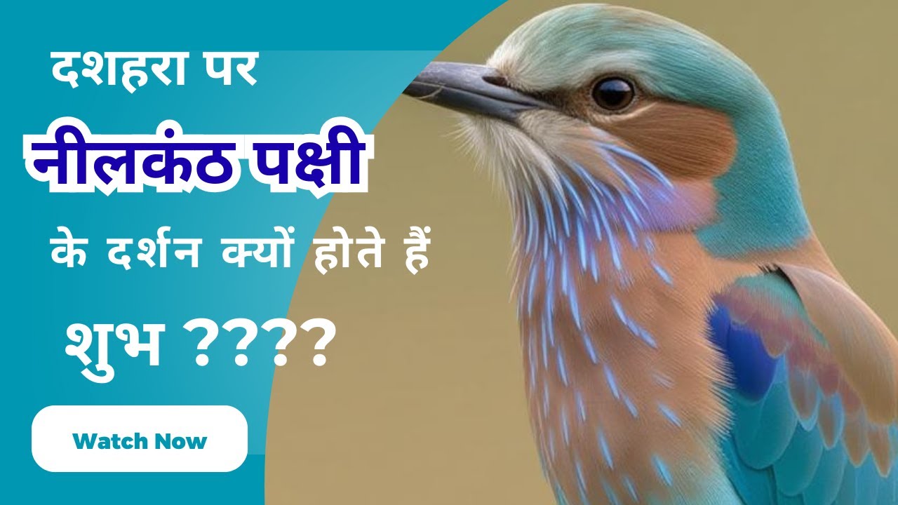 दशहरा पर नीलकंठ (Indian Roller) पक्षी के दर्शन क्यों होते हैं शुभ??