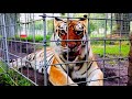 HOW TO FEED TIGERS at BIG CAT RESCUE!!!
