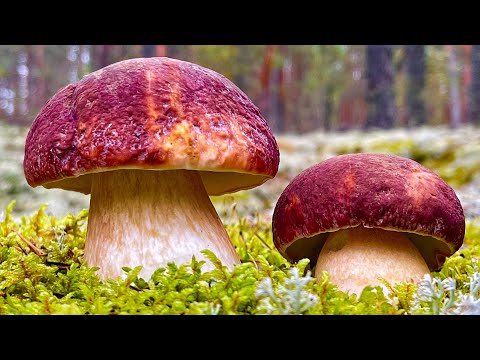 БЕЛЫЕ ГРИБЫ БОРОВИКИ и ПОДОСИНОВИКИ 12 МАЯ 2023 ! ПОДБЕРЕЗОВИКИ и МАСЛЯТА! Грибник В ШОКЕ и ОБМОРОКЕ