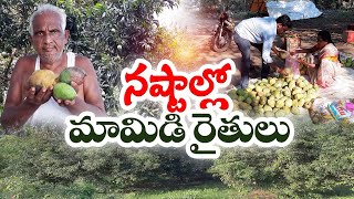 తెగుళ్లు సోకి మామిడి రైతుకు నష్టం | Mango Farmers Loss Crops | Krishna District