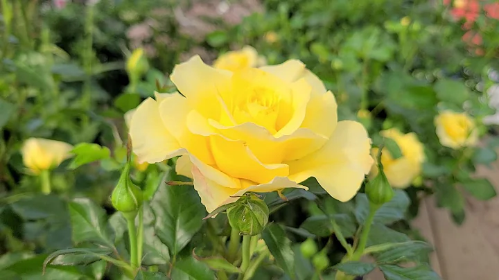 Rosa True Bloom True Friendship(Rose) // Best DISE...
