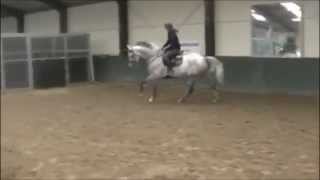 6yo grey gelding flatwork